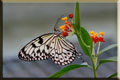 Insekten