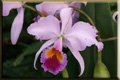 Orchideen
